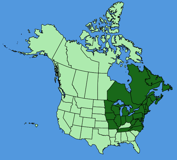 map-usc-Galium-asprellum.JPG