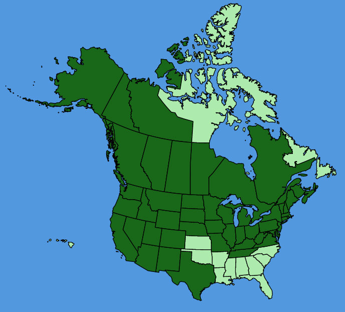 map-usc-Galium-boreale.JPG