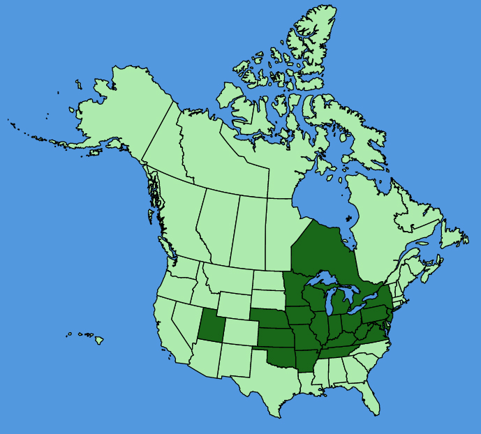 map-usc-Galium-concinnum.JPG
