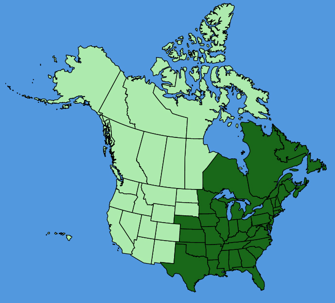 map-usc-Galium-tinctorium.JPG