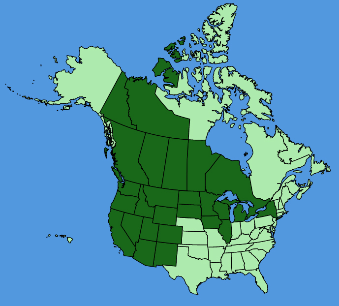 map-usc-Geum-triflorum.JPG