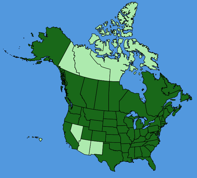 map-usc-Glechoma-hederacea.JPG