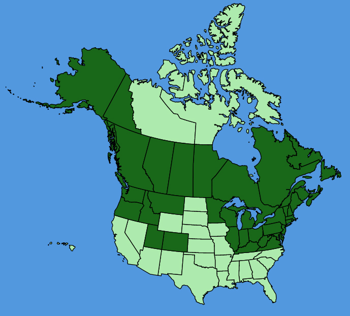 map-usc-Gnaphalium-uliginosum.JPG