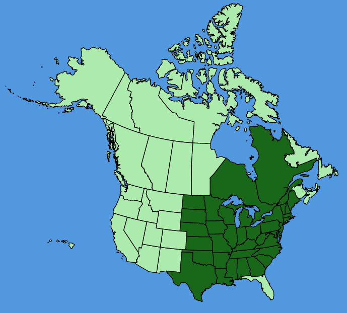 map-usc-Hackelia-virginiana.JPG