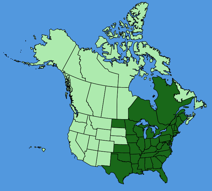 map-usc-Helianthus-strumosus.JPG