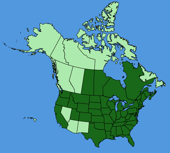 map-usc-Helianthus-tuberosus.JPG