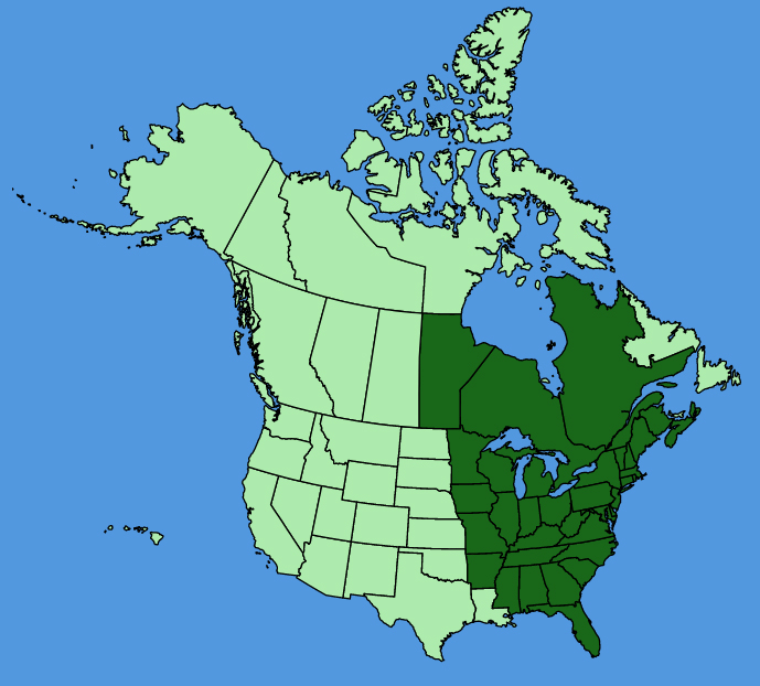map-usc-Hepatica-americana.JPG