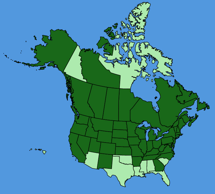 map-usc-Hesperis-matronalis.JPG