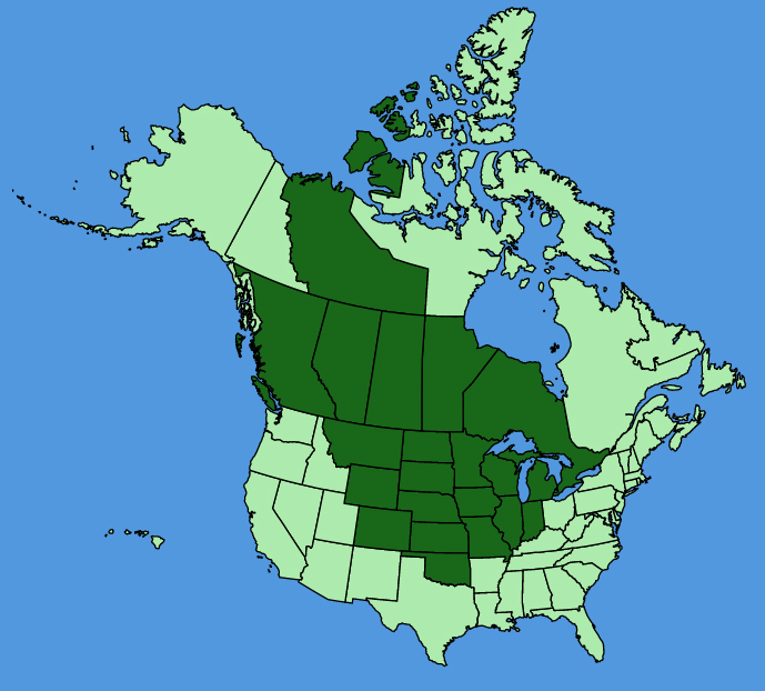 map-usc-Heuchera-richardsonii.JPG