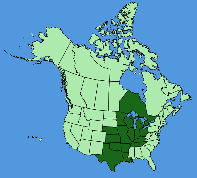 map-usc-Hieracium-longipilum.JPG