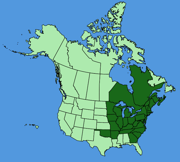 map-usc-Hieracium-scabrum.JPG