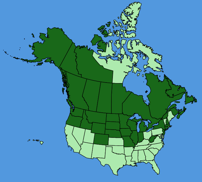 map-usc-Hieracium-umbellatum.JPG