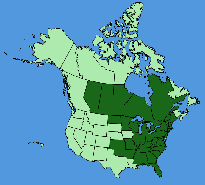 map-usc-Houstonia-longifolia.JPG
