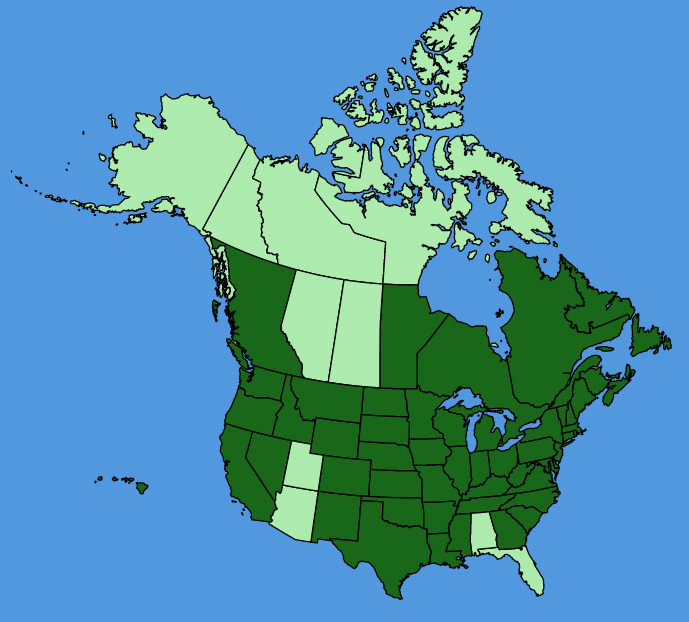 map-usc-Hypericum-perforatum.JPG