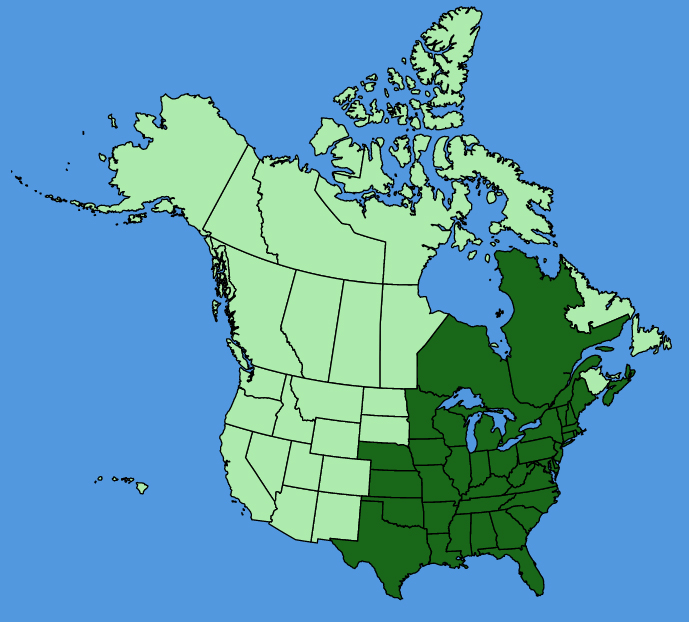 map-usc-Hypericum-punctatum.JPG