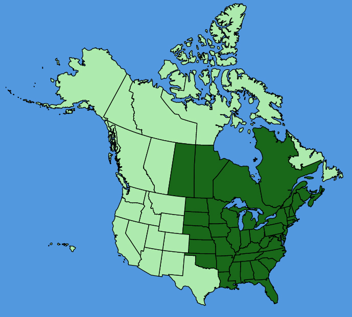 map-usc-Laportea-canadensis.JPG