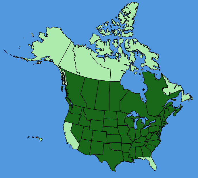 map-usc-Leonurus-cardiaca.JPG