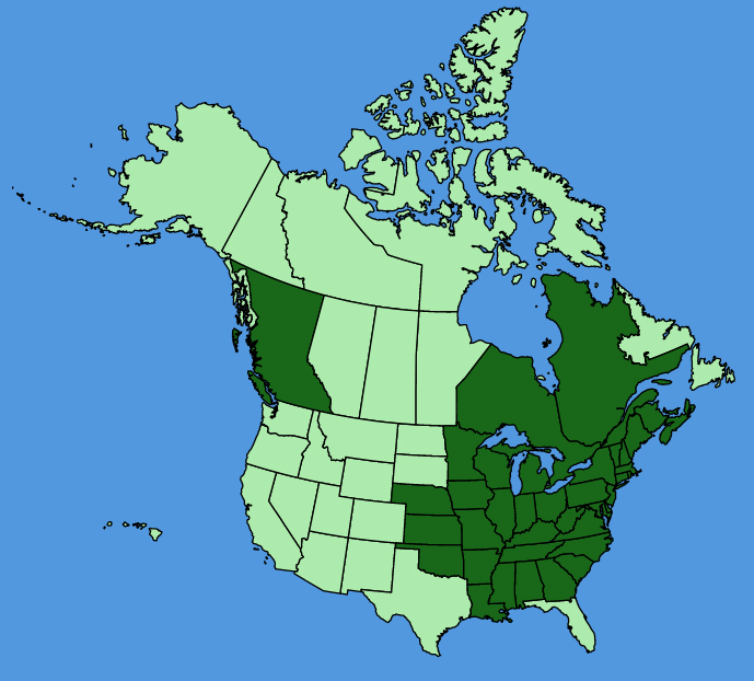 map-usc-Lobelia-inflata.JPG