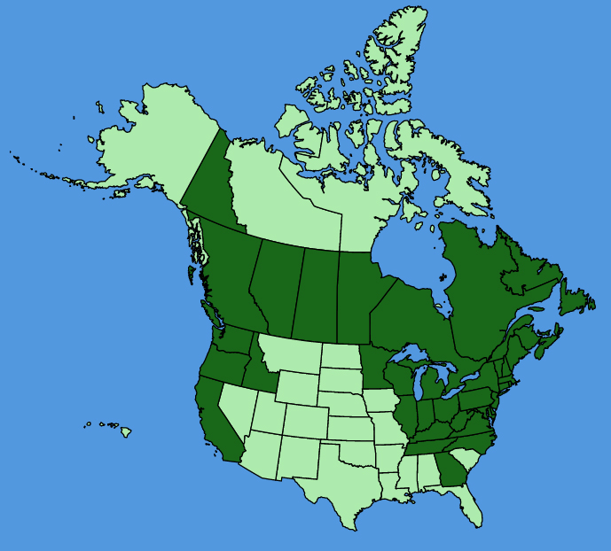 map-usc-Lysimachia-borealis.JPG