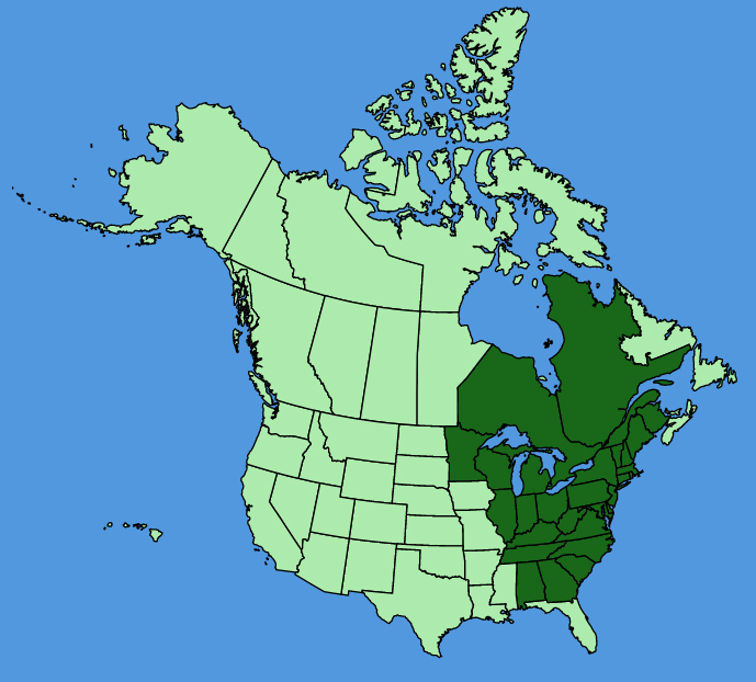 map-usc-Lysimachia-quadrifolia.JPG