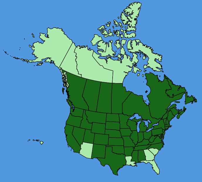map-usc-Lythrum-salicaria.JPG