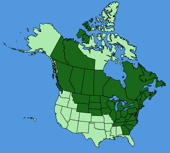 map-usc-Maianthemum-canadense.JPG