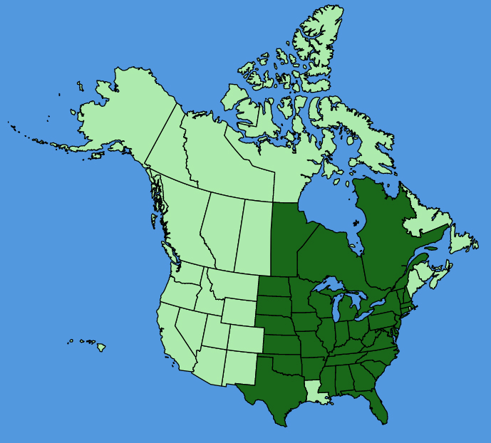 map-usc-Menispermum-canadense.JPG