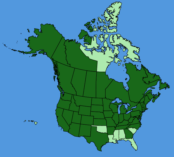 map-usc-Mentha-canadensis.JPG
