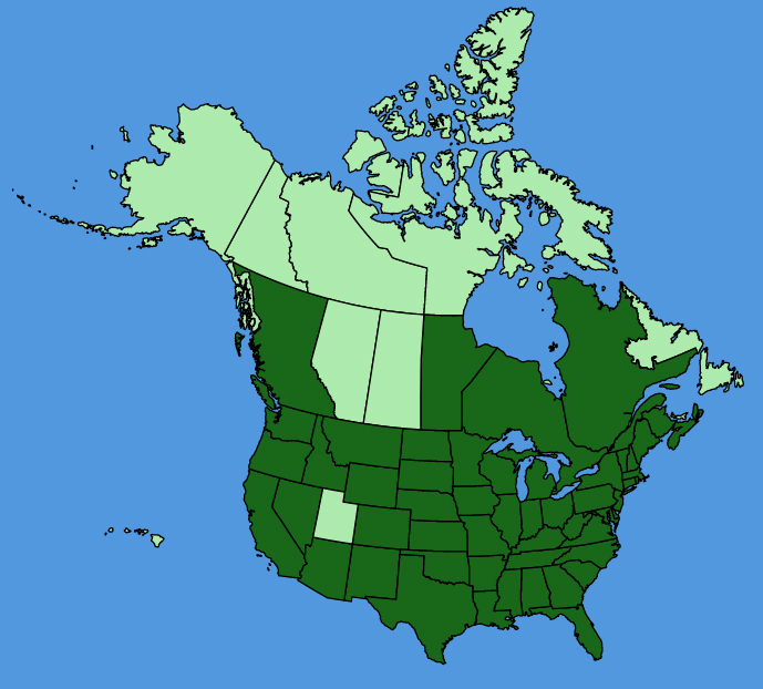 map-usc-Mollugo-verticillata.JPG