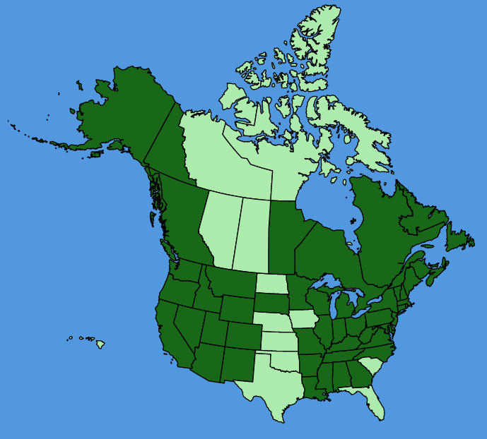 map-usc-Myosotis-scorpioides.JPG