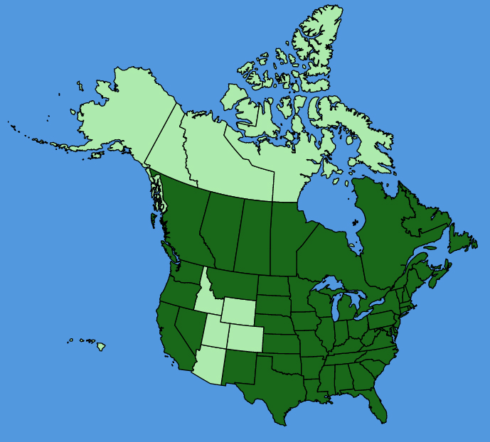 map-usc-Oenothera-biennis.JPG