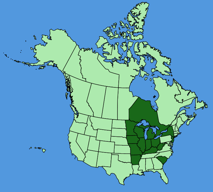 map-usc-Oenothera-clelandii.JPG