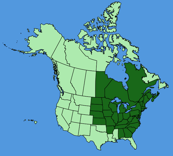 map-usc-Osmorhiza-claytonii.JPG