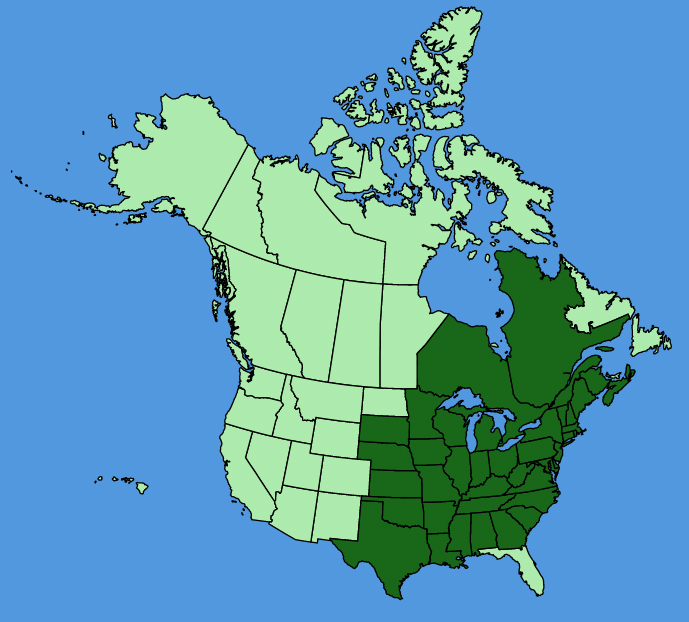 map-usc-Penstemon-digitalis.JPG