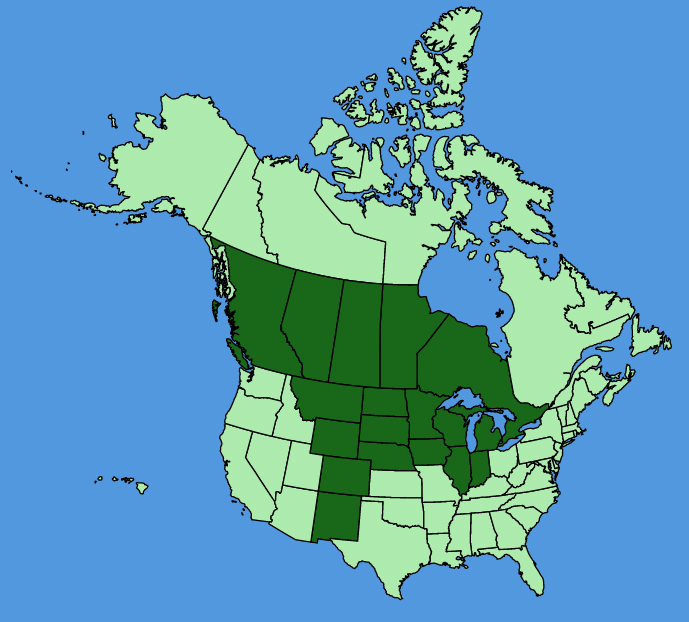 map-usc-Penstemon-gracilis.JPG