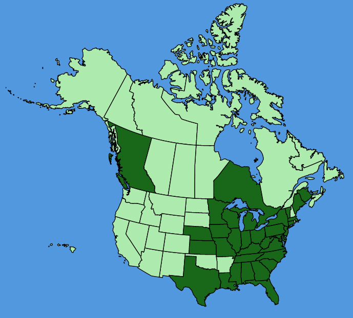 map-usc-Persicaria-longiseta.JPG