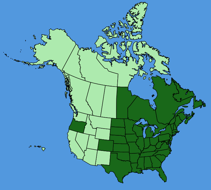 map-usc-Persicaria-sagittata.JPG