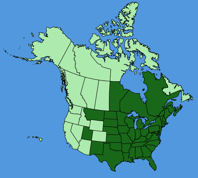 map-usc-Physostegia-virginiana.JPG