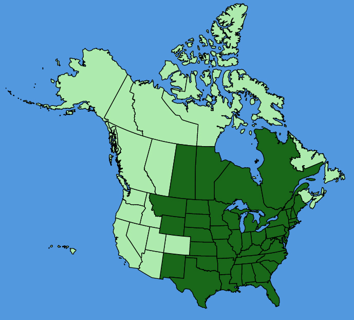 map-usc-Polygonatum-biflorum.JPG