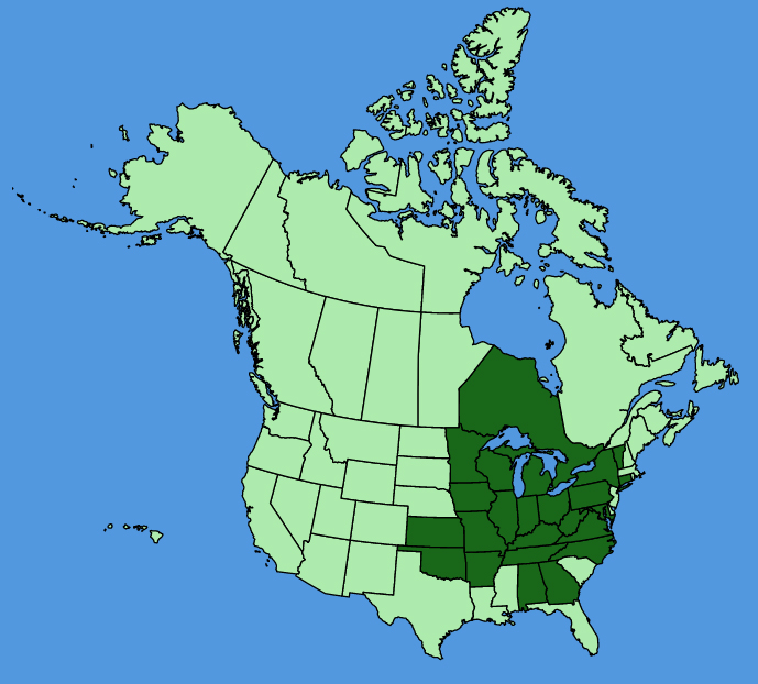 map-usc-Polymnia-canadensis.JPG