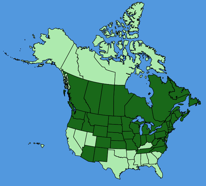 map-usc-Potentilla-argentea.JPG