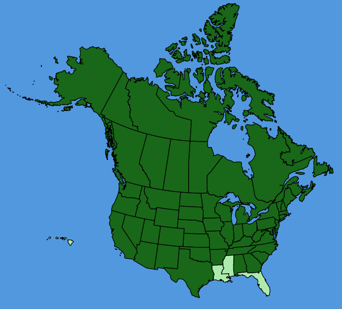 map-usc-Potentilla-norvegica.JPG