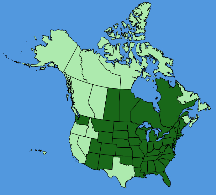 map-usc-Prunus-americana.JPG