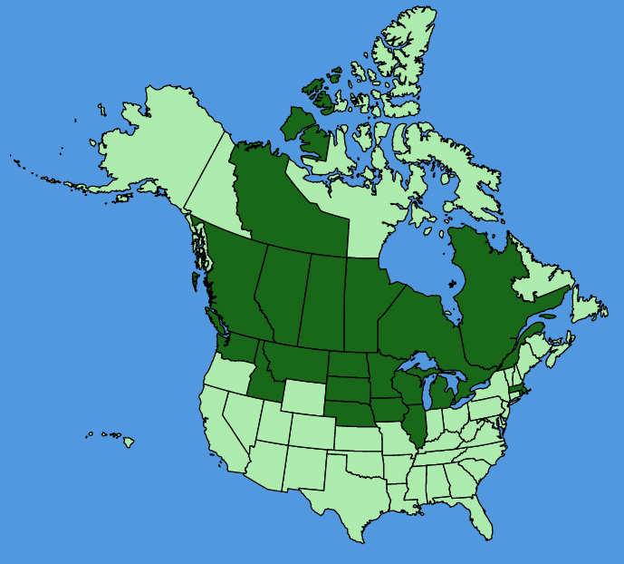 map-usc-Ranunculus-rhomboideus.JPG