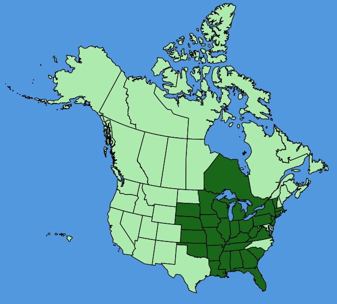 map-usc-Ratibida-pinnata.JPG