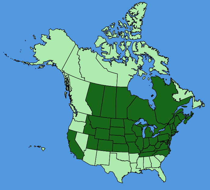 map-usc-Rhamnus-cathartica.JPG
