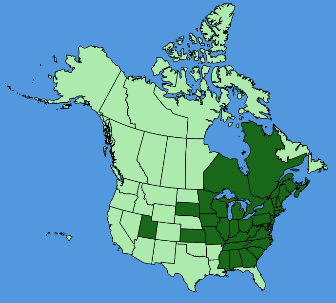 map-usc-Rhus-typhina.JPG