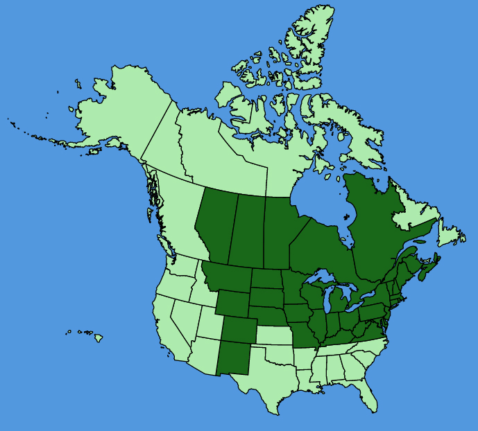 map-usc-Ribes-americanum.JPG
