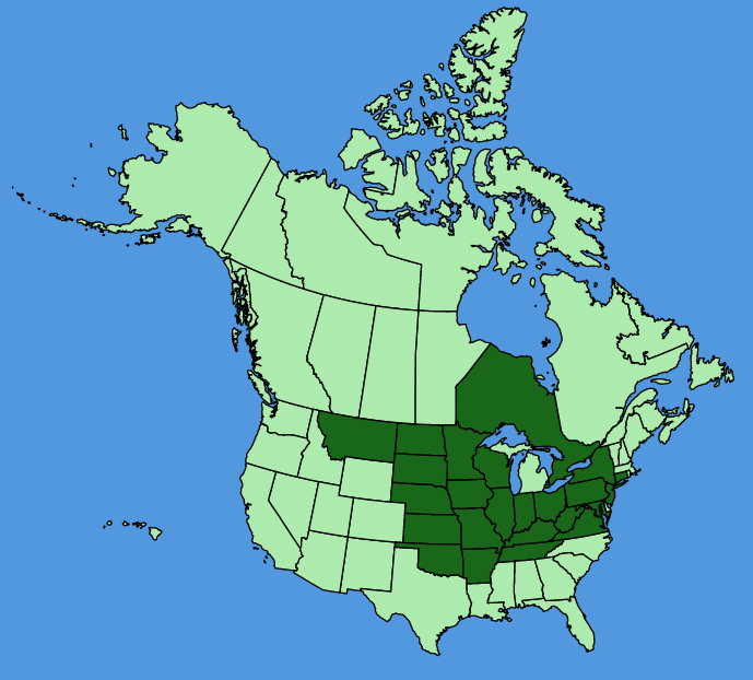 map-usc-Ribes-missouriense.JPG