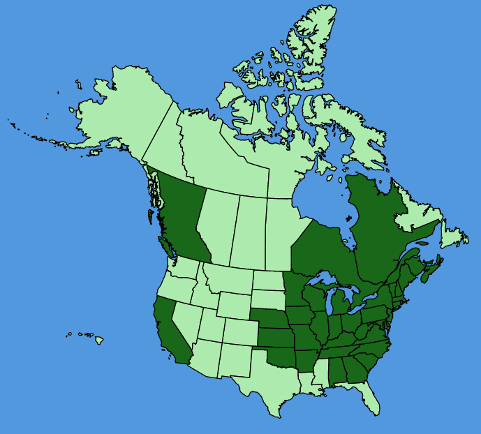 map-usc-Rubus-allegheniensis.JPG